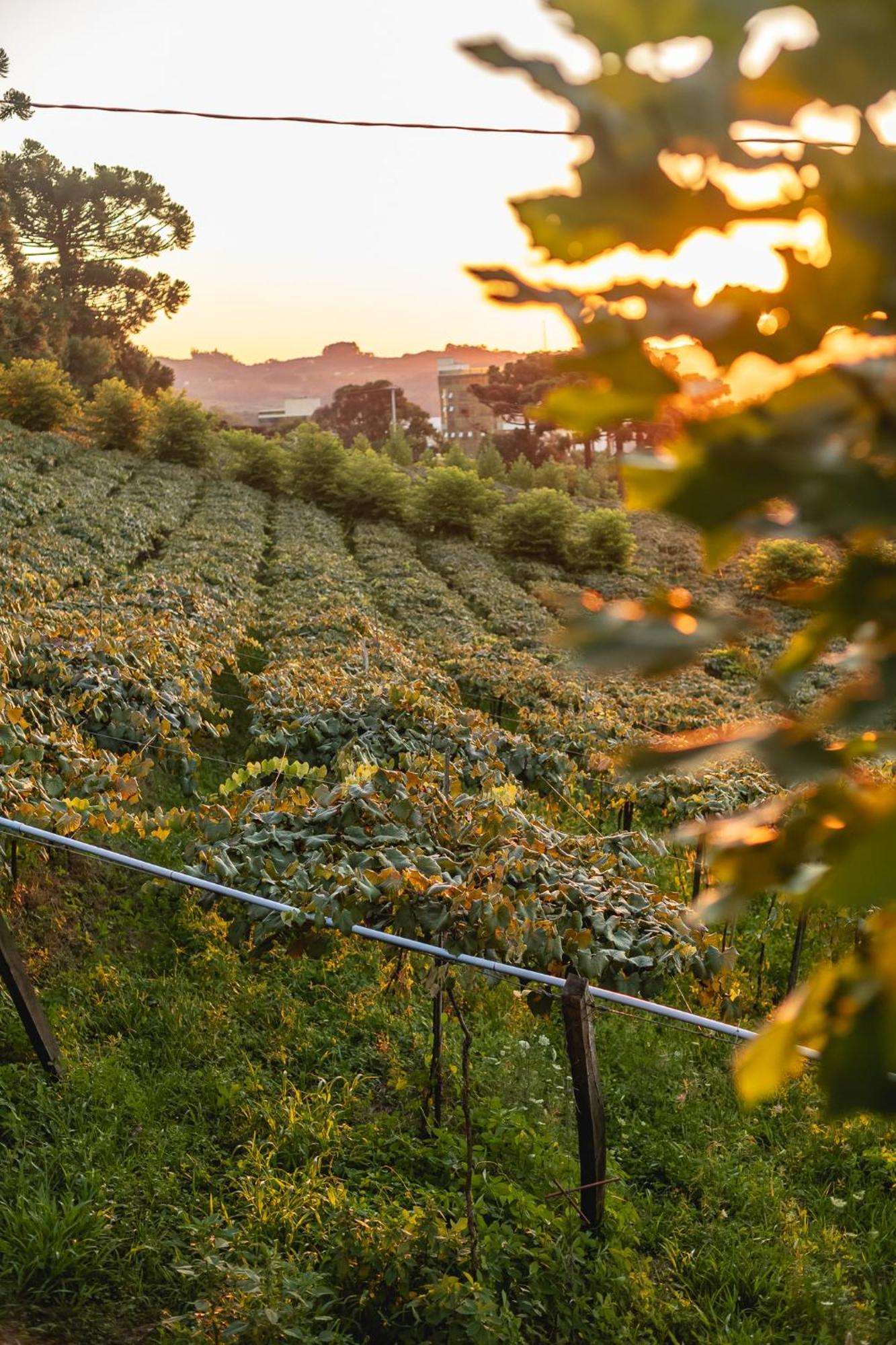 Doera Experience - Pousada De Luxo - Vale Dos Vinhedos Bento Gonçalves Εξωτερικό φωτογραφία